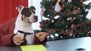 Funniest Talking Dog TV Commercial for KIA [upl. by Jessamine461]