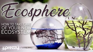 Ecosphere  A How To Guide [upl. by Hartzel]