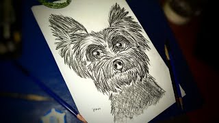 Yorkshire Terrierlive🛑part2sketchdrawinghow to draw Yorkshire Terrierkancha artwork [upl. by Jerrine]