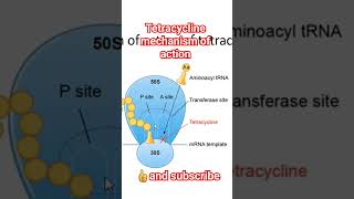 Mechanism of action of tetracycline pharmacology antibiotic [upl. by Harilda]