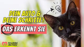 Erkennt deine Katze WIRKLICH dein Auto und deine Schritte🚗👣 [upl. by Viens]