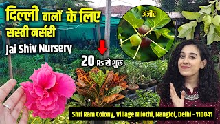 Cheapest Nursery in Delhi Nangloi  सस्ते पौधे  Jai Shiv Nursery  Nilothi Village  Nursery visit [upl. by Shere]