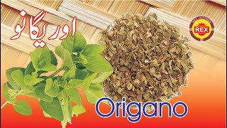 Oregano  Oregano kia hy  What is Oregano  Rex kitchen [upl. by Lancelot]