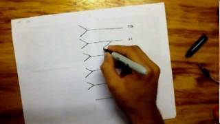 Drawing Lumbar Plexus  easy [upl. by Znieh646]