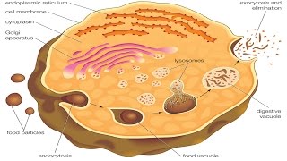 Endocytosis and exocytosis [upl. by Alessandra]