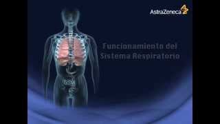 Funcionamiento del Sistema Respiratorio Tel 6643784817 [upl. by Naitsirhk]