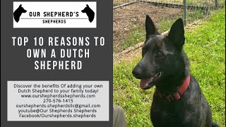 Top 10 Reasons To own a Dutch Shepherd Our Shepherds Shepherds [upl. by Kwon]