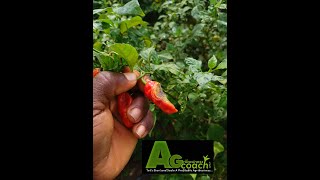 Anthracnose disease infection in pepper farm [upl. by Oreves21]