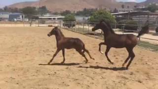 Two Purebred Arabians Foals Play in First Turnout [upl. by Yesrod]