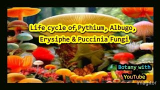 Life Cycle of Pythium Albugo Erysiphe Clavicepe Ustilago and Puccinia Fungi botanywithyoutube [upl. by Enyaz]