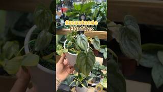 Philodendron Brandtianum🪴rescate de planta philodendron recue plants plantlover jardin potus [upl. by Santa41]