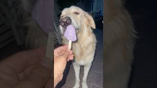 BenBen enjoying Icecream goldenpupppy dogbreed goldenretriever [upl. by Alleber]