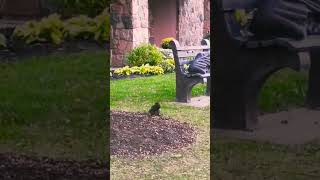 Ishtayo ee kunjane malayalam squirrel bhramanamsongmusiccanadashortsyoutubeshortsshortfeeds [upl. by Gianina11]