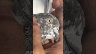 Nasal kon btayga 😍🤍 birds pigeon shorts [upl. by Anomas]