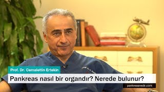 Pankreas nasıl bir ograndır nerede bulunur [upl. by Atnauqahs]