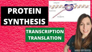 PROTEIN SYNTHESIS Alevel Biology Transcription translation and premRNA modifications [upl. by Domonic]