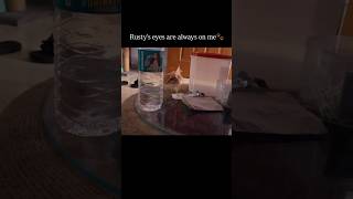 meowmate catlover cat rusty youtubeshorts youtubeviral cuteanimal smartmeow [upl. by Pontius]