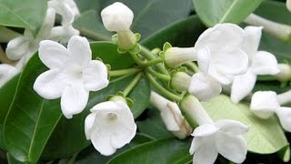 HOW TO GROW AND CARE FOR HOUSE PLANTS  STEPHANOTIS FLORIBUNDA [upl. by Elleryt]