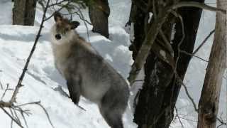 Japanese Serow on the Run in Snow Mountain 雪山を逃走するニホンカモシカと食痕 [upl. by Akcimehs]