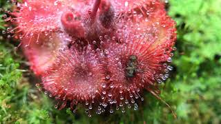 Fastest Carnivorous Sundew Plant Macro Time Lapse Drosera Burmannii [upl. by Tnecnev387]