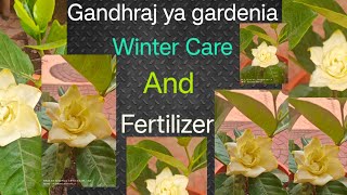 Gardenia plant care and fertilizer in winter गंधराज प्लांट्स का देख भाल कैसे करेंगे [upl. by Pete18]