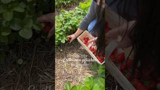 290524 Erdbeeren pflücken 🍓❤️🥰 erdbeeren friendship friends freunde inspo erdbeerscholle [upl. by Cykana]