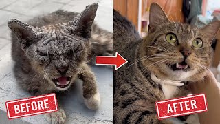 An ugly kitten was rescued and turned into a cute cat [upl. by Gill]