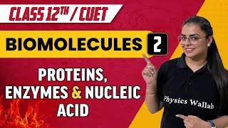 Biomolecules 02  Proteins  Enzymes amp Nucleic acid  Class 12thCUET [upl. by Nauqad]