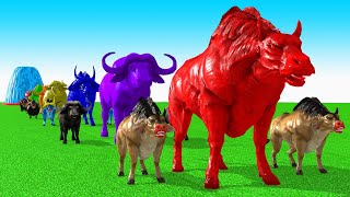 Paint Animals Cow CartoonBuffaloBullyakOxFountain Crossing Animal Game [upl. by Grail703]