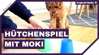 Beschäftigung für deinen Hund Zuhause HütchenspielBecherspiele – Nasenarbeit für Zuhause mit Moki [upl. by Oisor805]