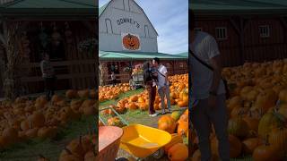 Pumpkin picking at Downeys farm [upl. by Enninaej371]