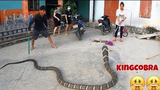 Surprise Snake Crashes a Wedding  Snakes in the City  National Geographic Wild UK [upl. by Ardisi]