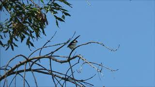 Pintailed Whydah  Ken Malloy Harbor Regional Park  82318 [upl. by Shena509]