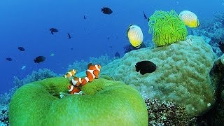 珊瑚礁の魚達 Coral Reef Fishes in Sumilon amp Balicasag island Shot on RED EPIC [upl. by Nomael963]