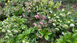 Beautiful hellebores great perennials plant [upl. by Dong]