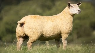 Charollais Sheep  Large WellMuscled [upl. by Nandor]