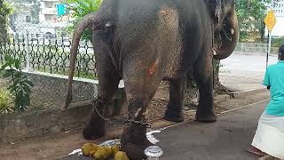 Elephant Pooping and Pee in the road हाथी शिकार elefante fazendo cocô  ขี้ช้าง  caca déléphant [upl. by Paulo30]