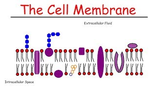 The Cell Membrane [upl. by Cybil]