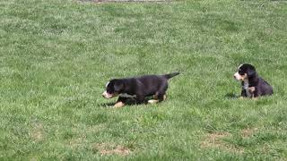 Entlebucher Mountain Dog Puppies For Sale [upl. by Nnawtna]