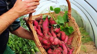 Garten im Oktober  ich ernte Pastinaken Schwarzwurzeln u Süßkartoffeln [upl. by Annawaj461]