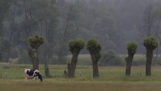 Wierzby głowiaste ogławianie i sadzenie [upl. by Airdnaxela]