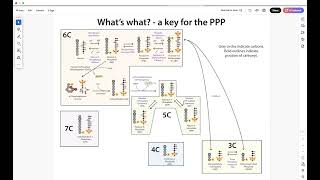 Following the Pentose Phosphate Pathway  what the heck’s going on… [upl. by Horlacher143]