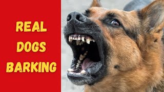 REAL DOGS BARKING Sound Effects High Quality [upl. by Aneek]