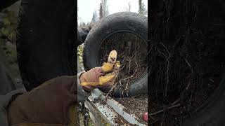 The tire is my favorite way to grow potatoes vikingfarms alaska homesteading gardening [upl. by Llehsim]