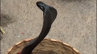 Black Cobra Dances to Snake Charmers Flute [upl. by Nyleuqcaj681]