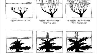 How To PROPERLY Plant Fruit Trees  Watering Fertilizing amp Protecting [upl. by Annagroeg281]