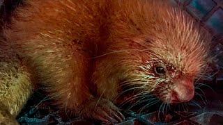 Baby prehensiletailed porcupine born at the Milwaukee County Zoo [upl. by Eisseb581]