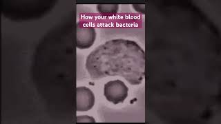 White blood cells attack bacteria immunesystemmedtelugu3599 [upl. by Delainey]