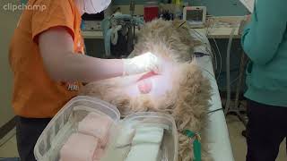 Penn Foster Externship 2 Skill 1  Canine Orchiectomy [upl. by Ylus]