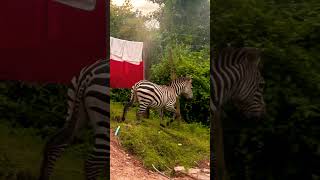 Chasing Animals Around Lake Bunyonyi  SouthWest Uganda 🦓 zebra impala birds [upl. by Thurman998]